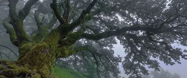 Ancient oaks at russian ridge