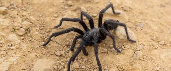 california-ebony-tarantula.jpg