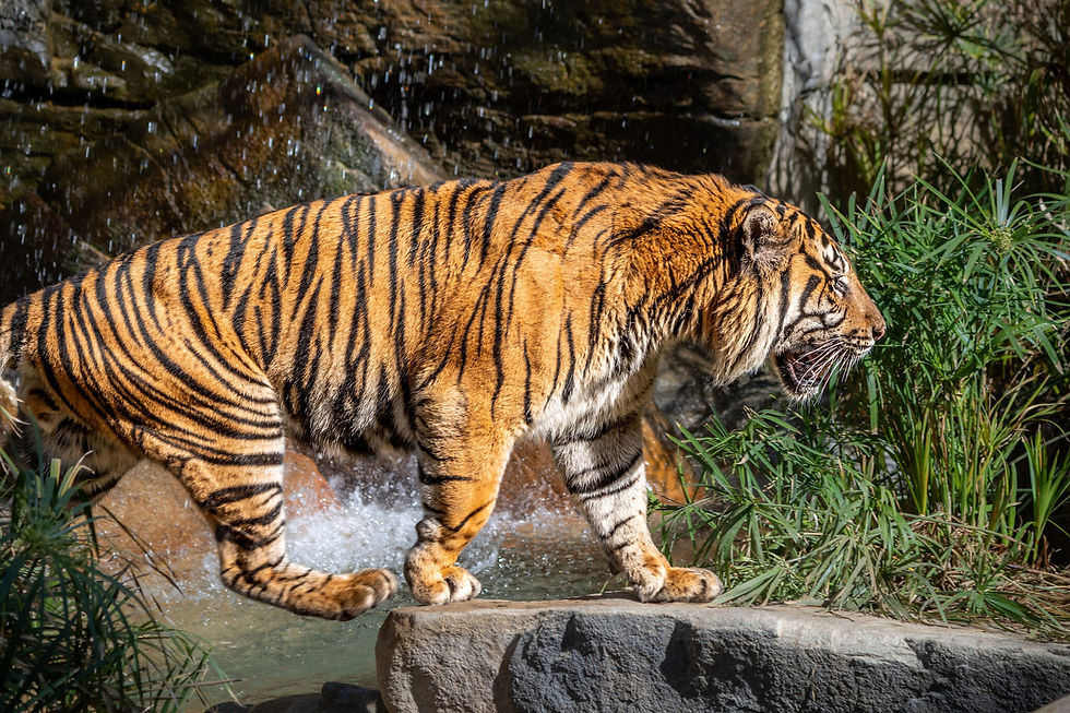 HERO_richard parker.jpg