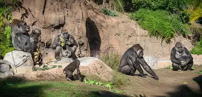 ATTR_Campo Gorilla Reserve.webp