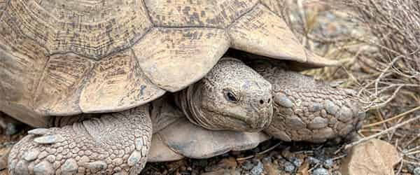 desert-tortoise.jpg