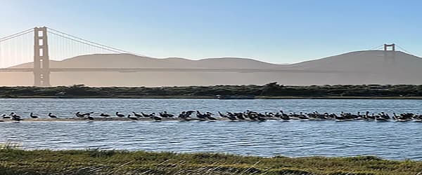 A flock of birds floating on Crissy Marsh in the Presidio of San Francisco.