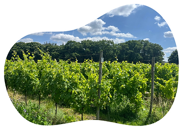 SchermÂafbeelding 2025-09-19 om 15.07.21.png