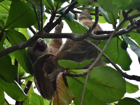 Costa Rica: Cahuita & Puerto Viejo de Talamanca