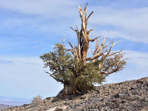 Ancient Bristlecone Pine Forest