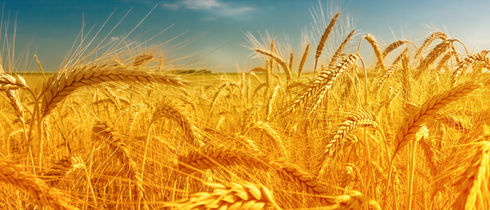 Days of Sefirah, Preparing for Shavuos