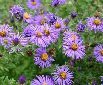 aster.jpeg