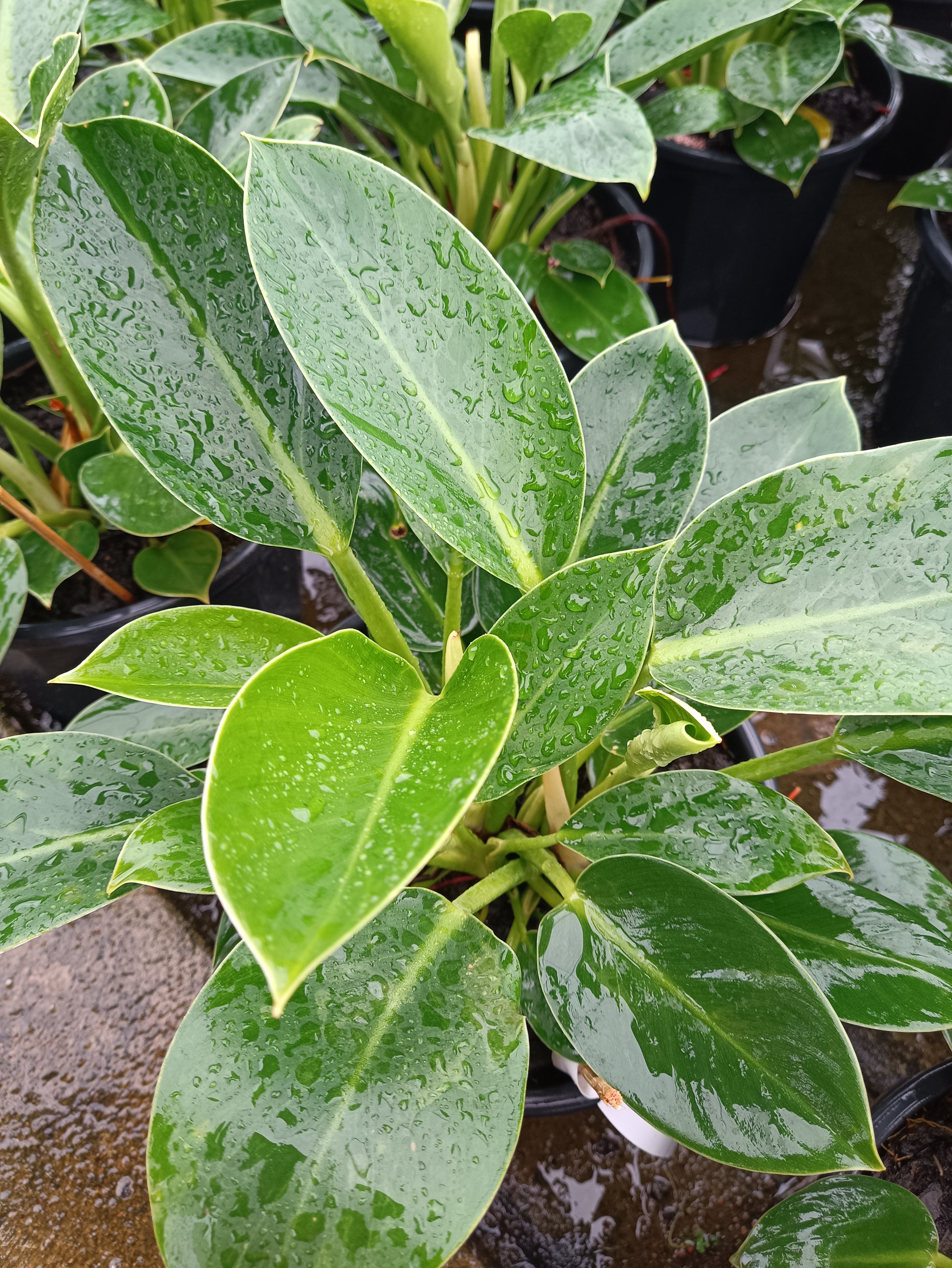 Philodendron Congo - Philodendron congo