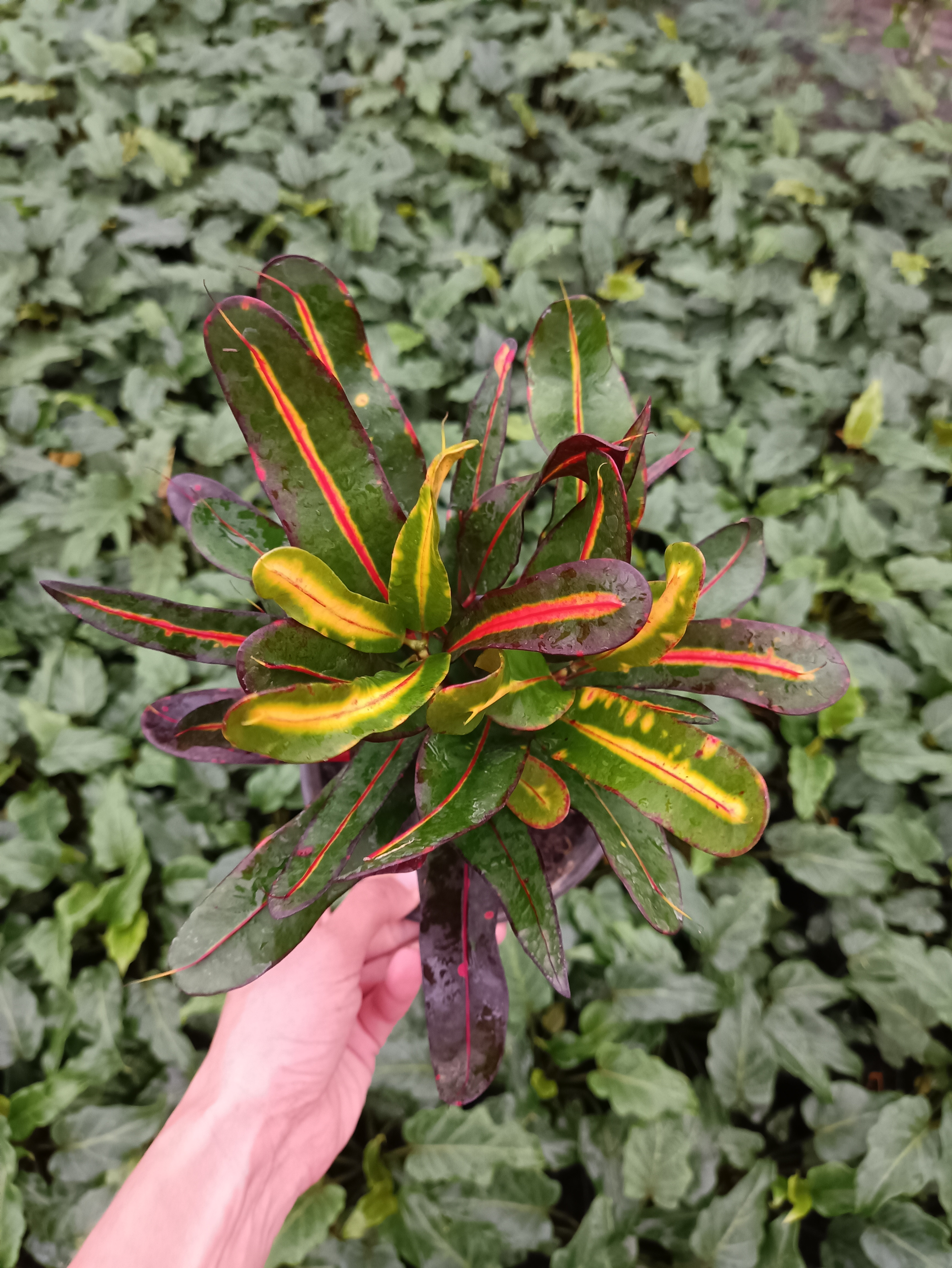 Croton