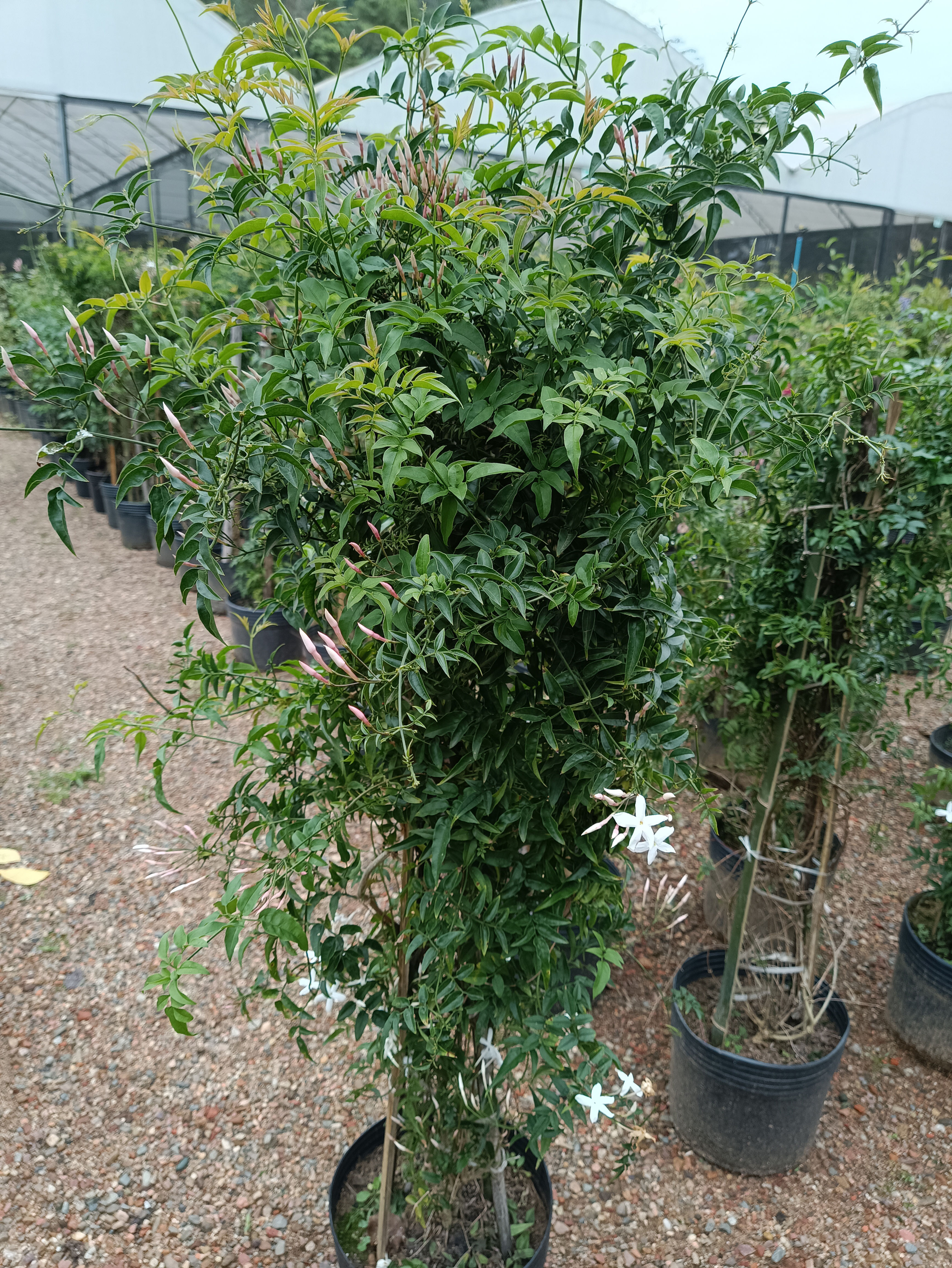 Jasmim dos Poetas - Jasminum polyanthum