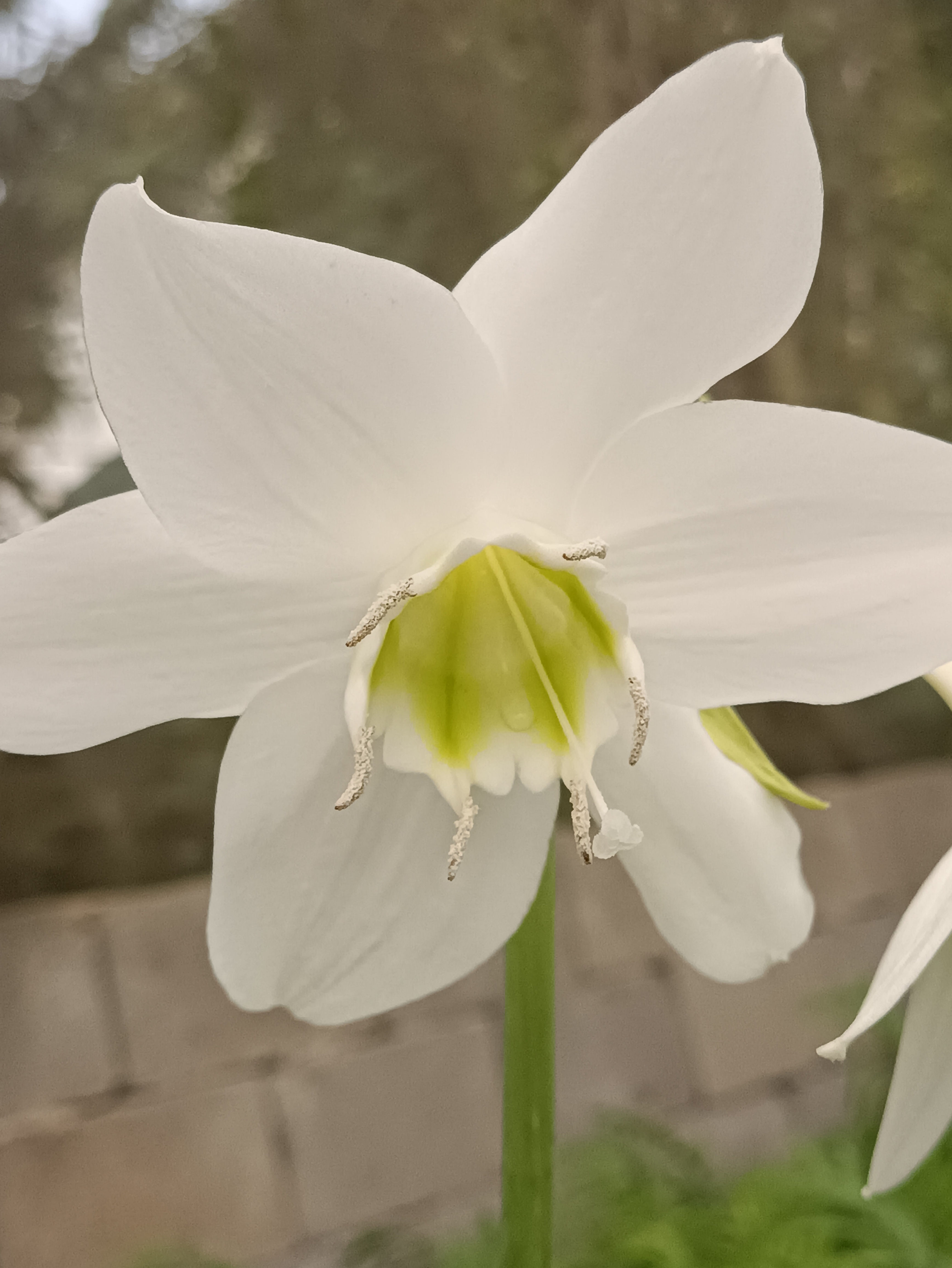 Lírio do Amazonas - Eucharis amazonica