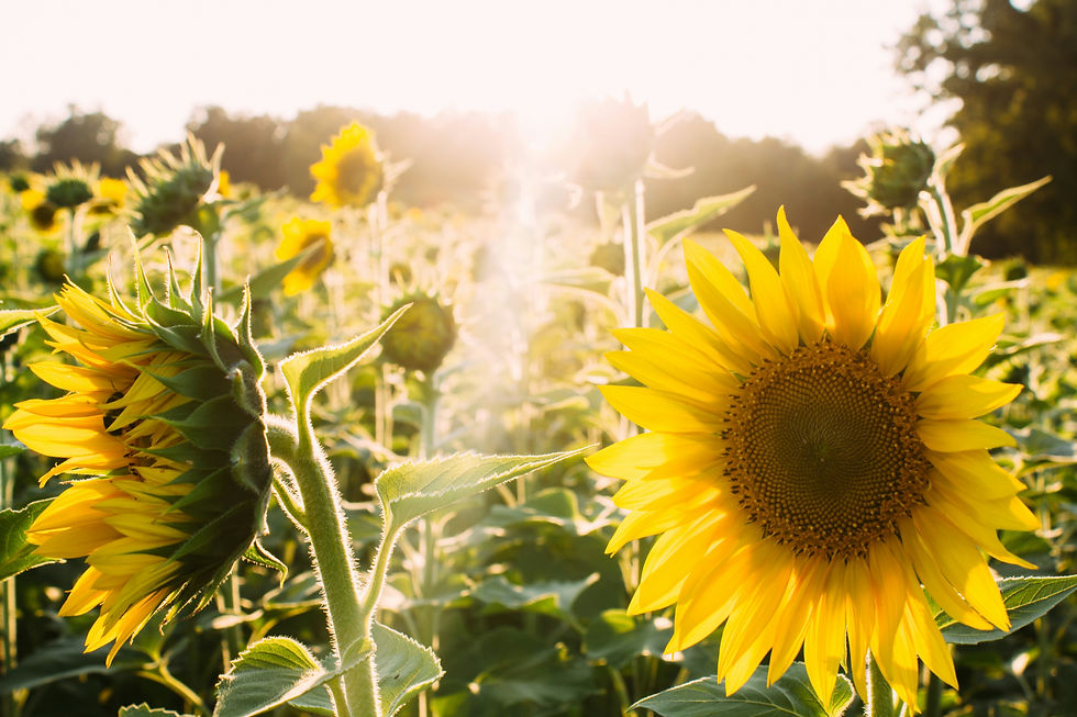 solrosor och vacker bild del av gruppcoaching online