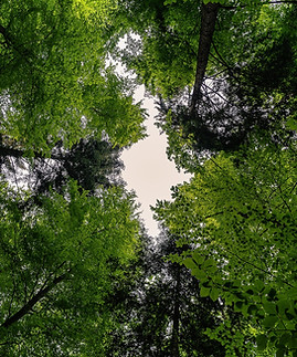 forest-g101306c74_1920.jpg