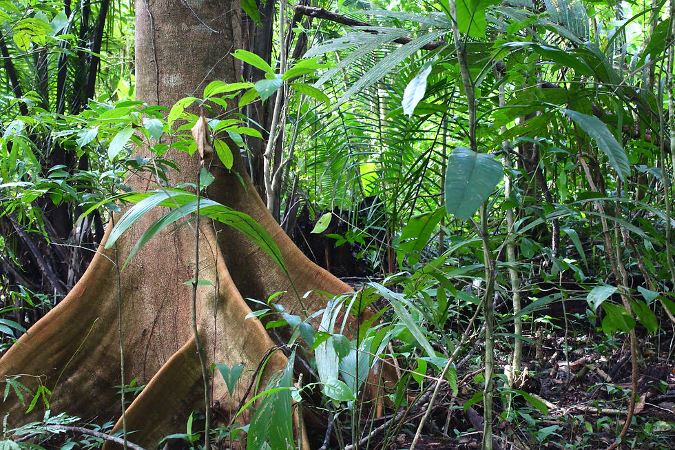 rainforest tree
