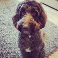 captain captains captain's orders dog dogs trainer training behaviourist tameside manchester dog trainer puppy pup puppies pups