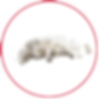 cinnamon.png