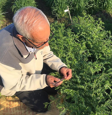 Jagdish Kumar Chickpea.jpg