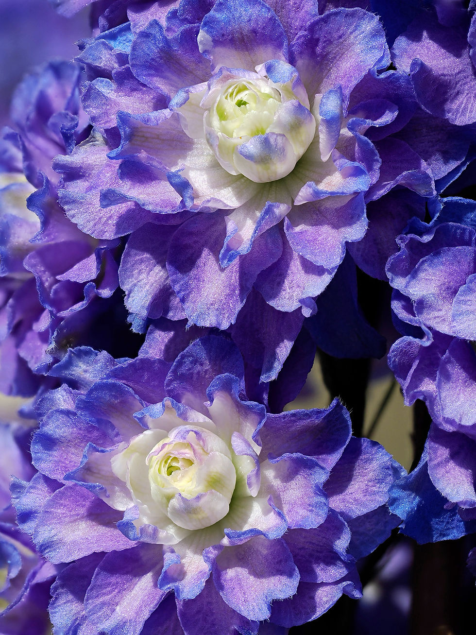 Delphinium/Larkspur