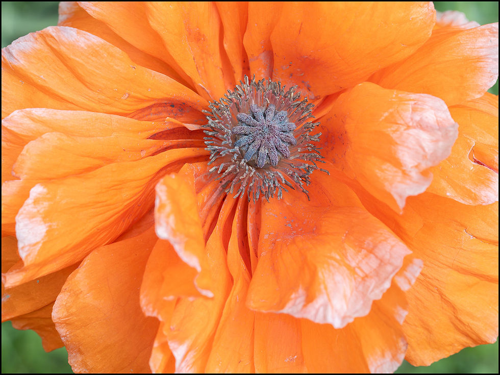 A Poppy's Reproductive Parts