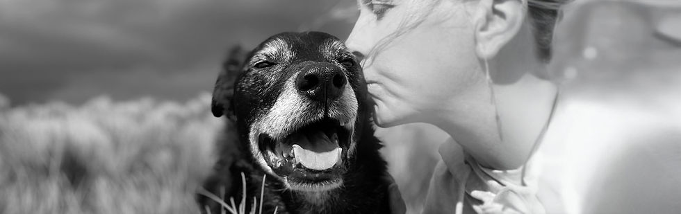 old grey muzzled dog being kissed by owner as part of their final goodbye