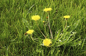 Dandelions.jpg