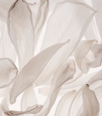 line sheet - white petals.jpg