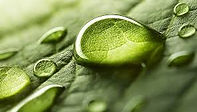 Botanical Extracts.jpg