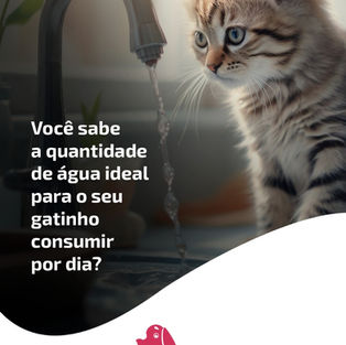 Você sabe qual a quantidade de água ideal para o seu gato?