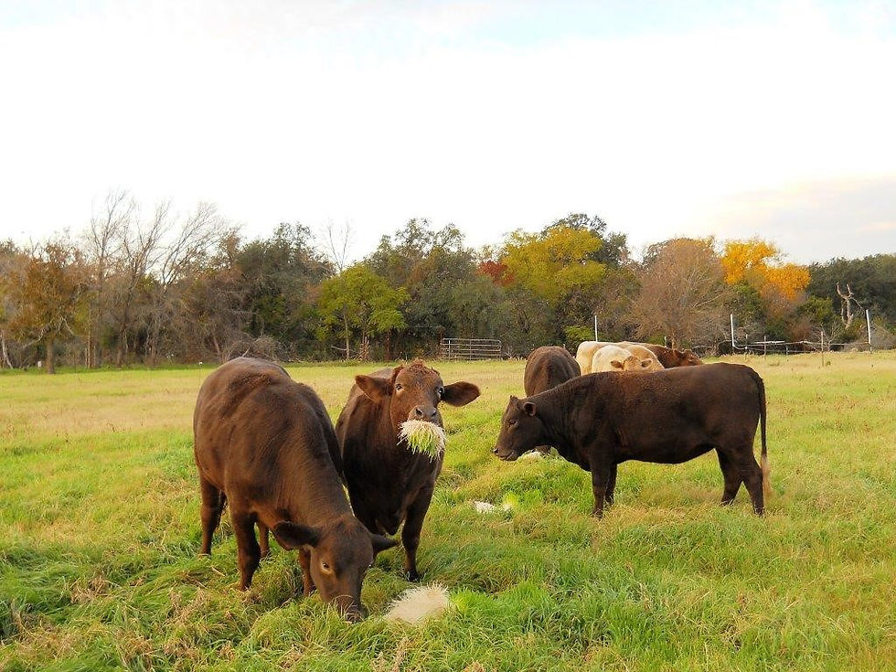 SRF TX steers on sprouts