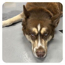 oatmeal service dog piercing St Pete FL