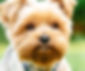 small-dog-owners-1.jpg