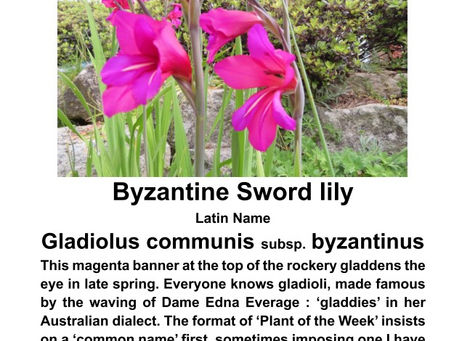Plant of the Week