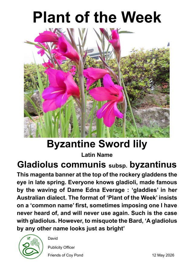 Plant of the Week