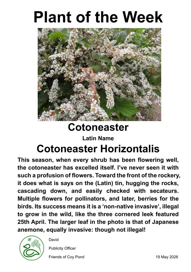 Plant of the Week