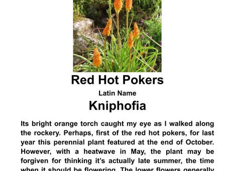 Plant of the Week