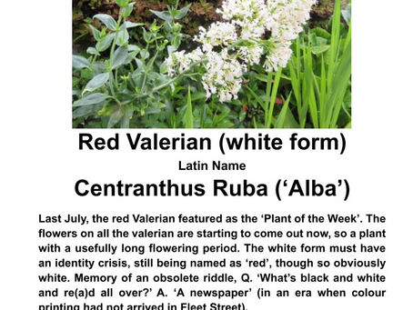 Plant of the Week