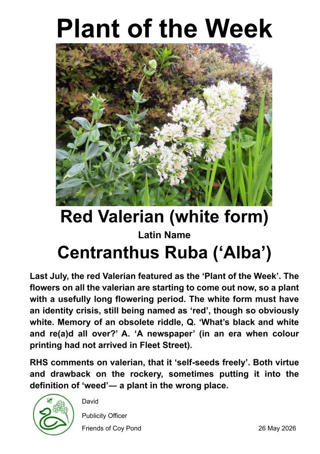 Plant of the Week