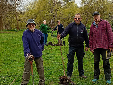 Ace Acer Planting: a Spontaneous Ceremony