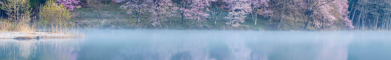 水面に映る桜と光|水靈のむすひ