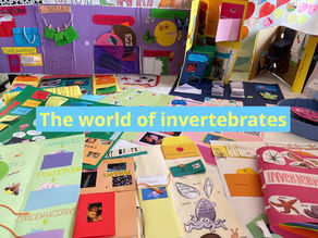 The world of invertebrates gallery