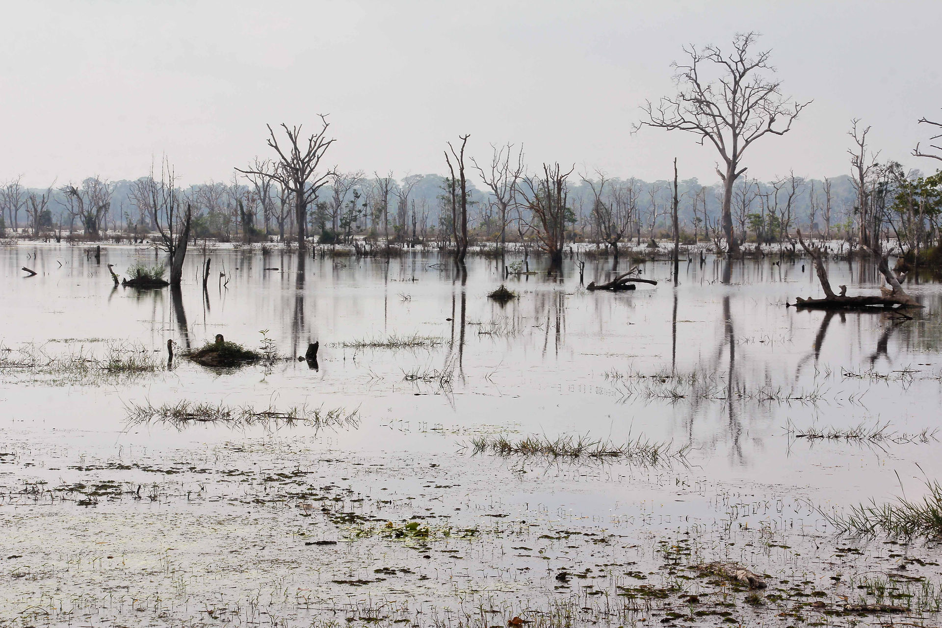 Siem Reap - Wetlands