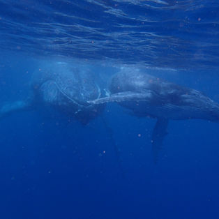 That Ha'apai Feeling - Swimming with whales in Tonga