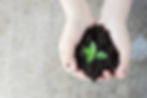 earth and plant in two hands