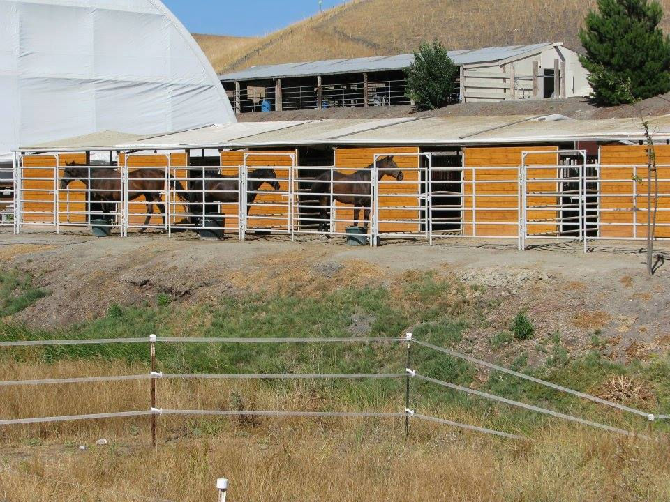 Lower barn spacious 12x12 stalls and 12x14 paddocks.jpg