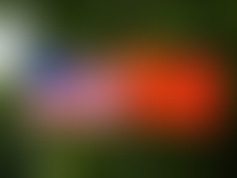 Why Are Chinese Millionaires Moving Out of China to the United States of America?