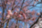 Pink cherry blossoms against a blue sky in Copenhagen, Denmark