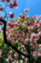 Pink magnolia blossoms in spring against a blue sky in Karlovy Vary park
