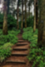 Wooden steps leading through a lush forest in Pena Park, Sintra, Portugal