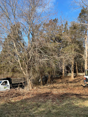 Stump Extraction in Gloucester