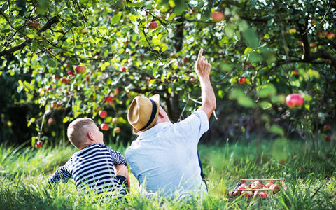 generations_apples.jpg